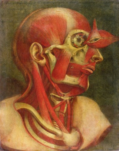 Musculature of the face and neck, from 